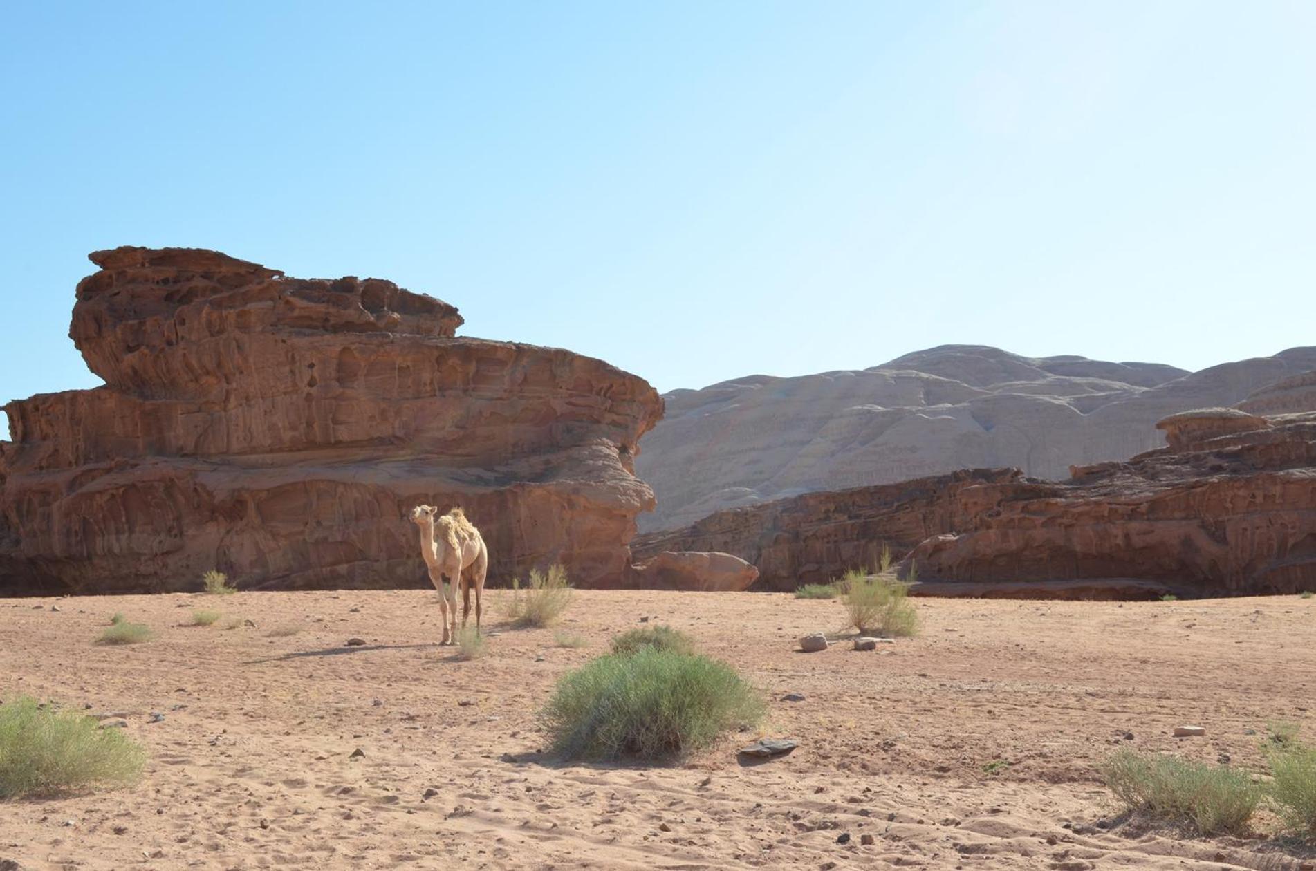 Wadi Rum Caeser Camp Hotel Kültér fotó